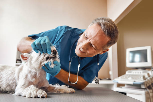 Best Walk-In Emergency Dentist in St Paul, NE